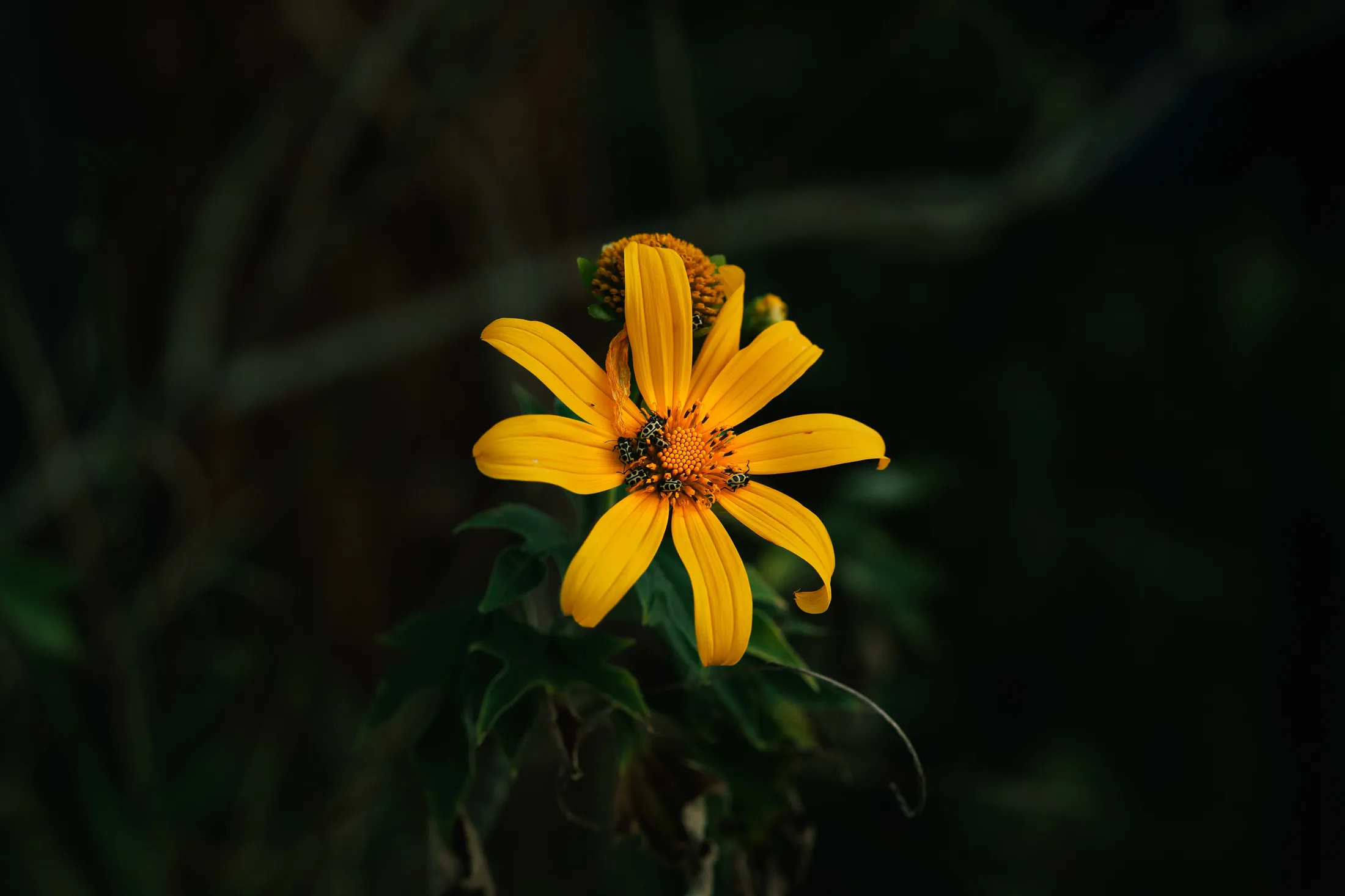 A flor amarela